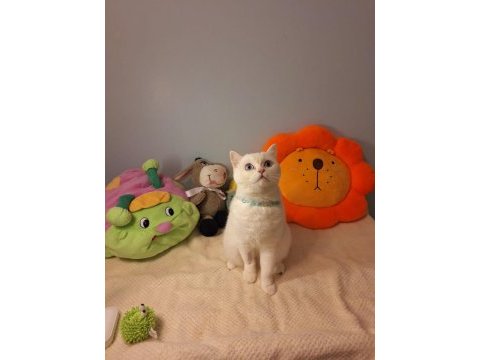 Ücretsiz sahiplendirme british shorthair kontes yuva arıyor
