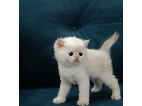 Orjinal ırk yavru kediler