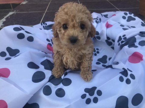 Oyuncu toy poodle yavrular