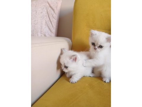 Scottish fold yavrumuz