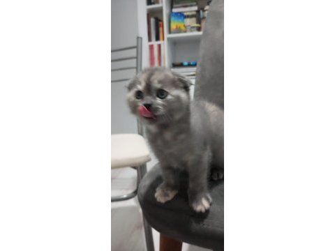 Güzel british shorthair kızlarımıza yeni sahibini arıyoruz