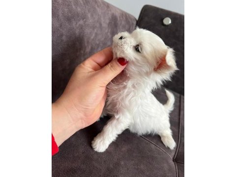 Orijinal kore kan maltese erkek bebeğim
