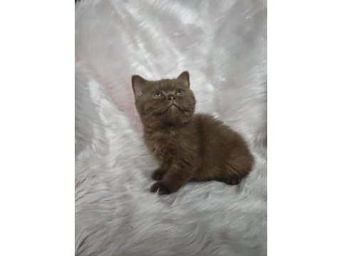 Cinnamon dişi british shorthair