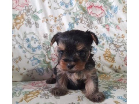 Terrier yorkshire yavrular
