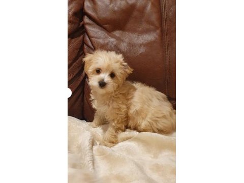 Maltipoo bebekler