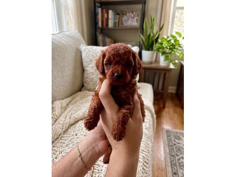 Toy poodle dişi erkek yavrular