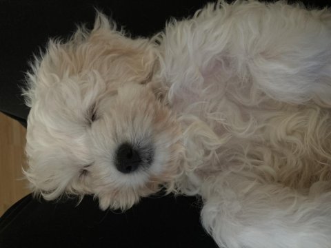 2.5 aylık maltese terrier