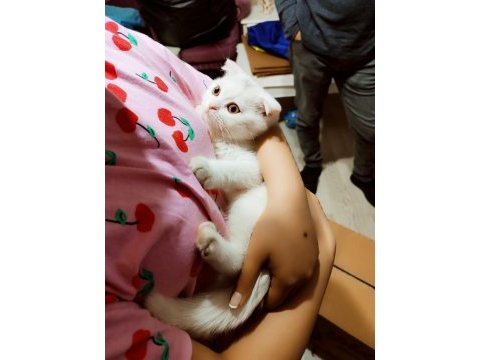 Scottish fold yumurcak yuva arıyor