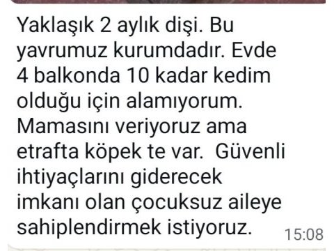 Çok uysal akıllı bir kedidir
