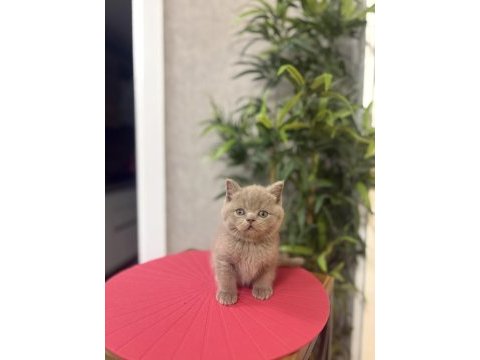 Özel renk brıtısh shorthair yavrularım 