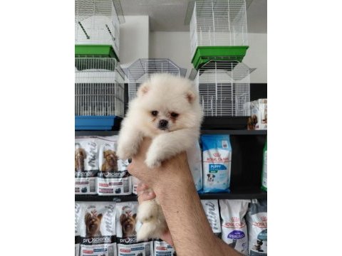 Pomeranian boo erkek yavrularımız