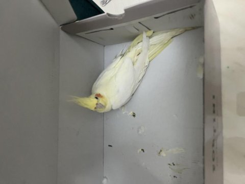 3 aylık erkek lutino sultan papağanı