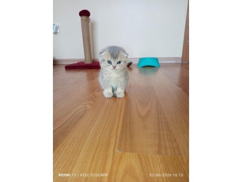 Blue golden scottish fold dişi