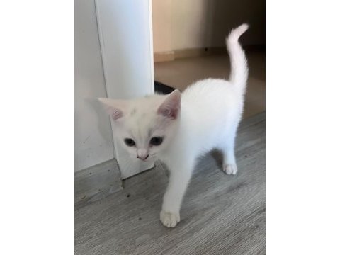 2 aylık british shorthair bebişlere yuva arıyorum