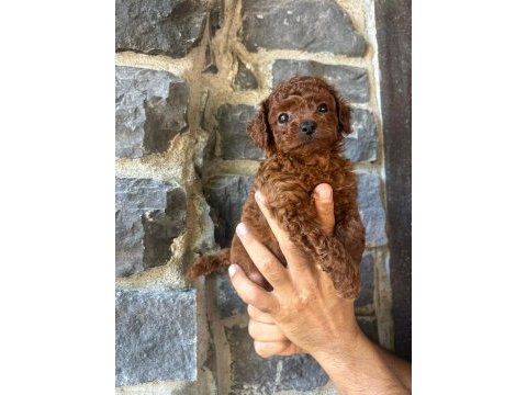 Toy poodle red