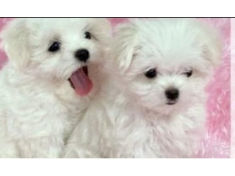 Yavru maltipoo yavrularımız
