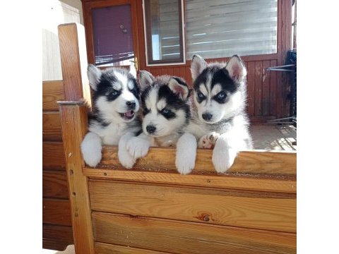 Son 1 erkek 2 disi ömür boyu ırk garantili husky