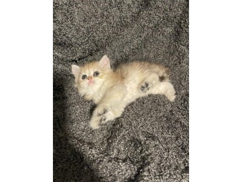 Anne baba şecereli golden safkan british longhair dişi