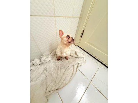 Dişi lilak tan platinum french bulldog