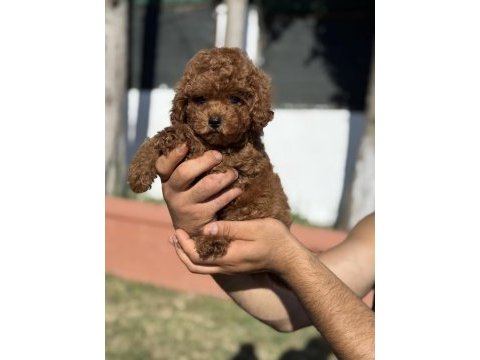 Orjinal red toy poodle