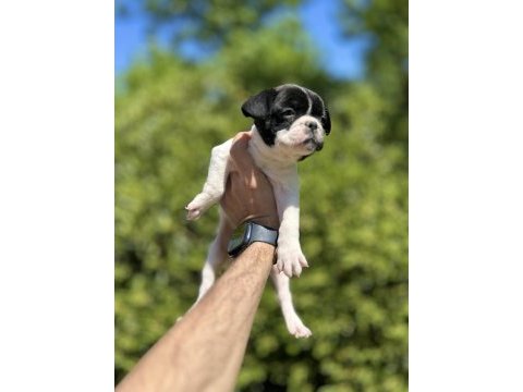 Sevimli ve maskeli french bulldog yavrularım