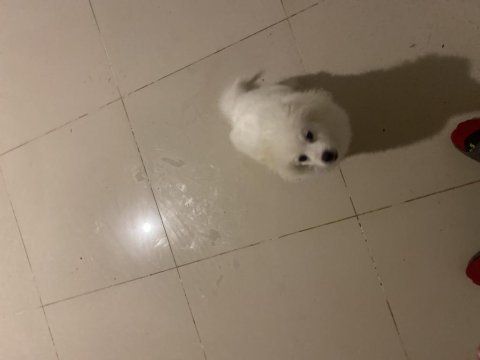 Pomeranian boo köpeği