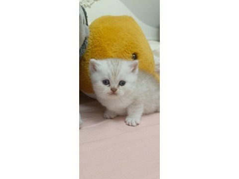 Scottish fold yavru kedimiz