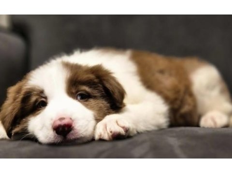Showline border collie yavrumuz