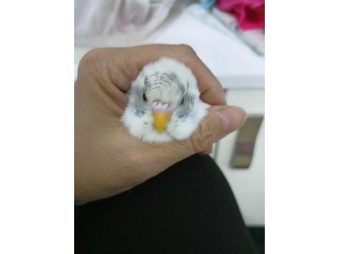 4 aylık muhabbet kuşu dişimiz