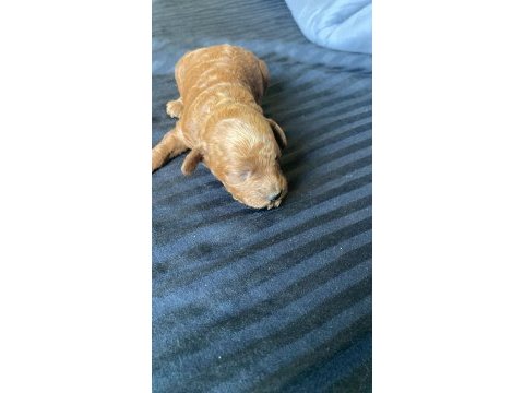 1 dişi ve 1 erkek poodle 10 günlükler rezerveye açıklardır
