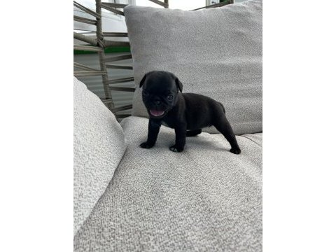 A kalite safkan pug yavruları