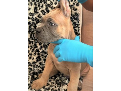 Fcı-kıf şecereli safkan cane corso yavrular (formentino)
