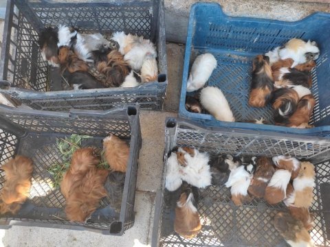 Guinea pig yavruları
