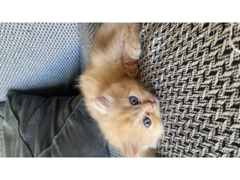British longhair ve shorthair