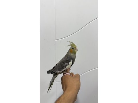 Sultan papağanı sahiplendirilecek
