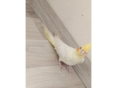 Kırmızı göz lutino erkek sultan papağanı