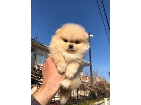 Üst kalite ayı surat pomeranian bebekler