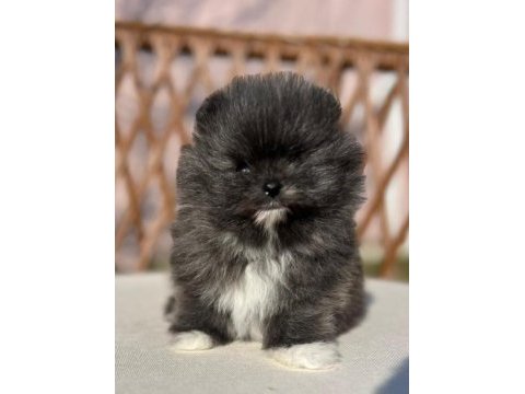 Orjinal tam ayı surat garantili pomeranian yavrularım