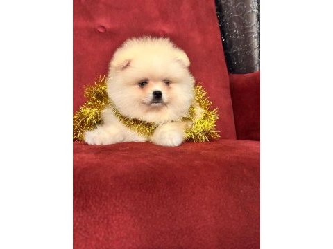 Pomeranian boo ayı surat yavrularımız