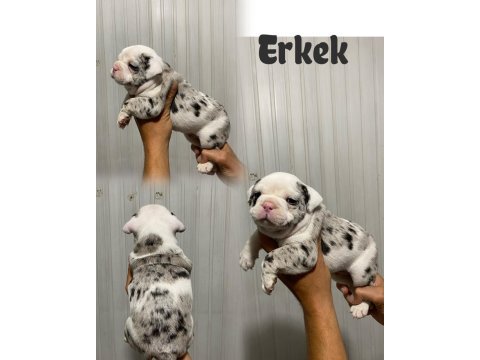 Fransız bulldog yavrularımız erkek dişi mevcut