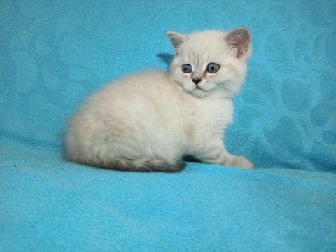 Safkan british shorthair yavrular