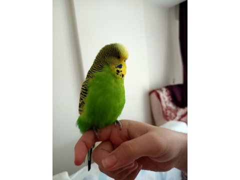 Jumbo muhabbet kuşu çiftiyle beraber