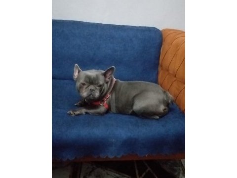 2 yaşında kızanı yakın french bulldog