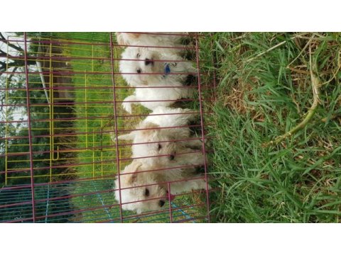 Maltipoo karbeyaz bebekler