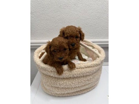 Red brown kilo garantili poodle yavrular