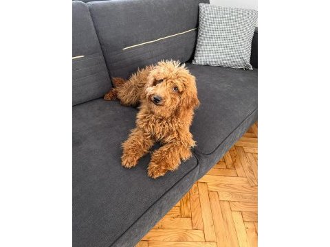 5 aylık olan poodle yavrumuzu sahiplendirmek istiyoruz