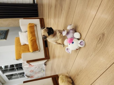 Safkan orjinal pug yavruları