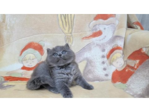 Oyuncu yavru british shorthair