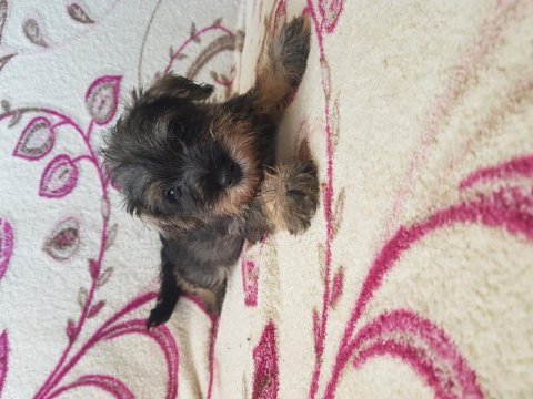 Minyatür schnauzer secereli
