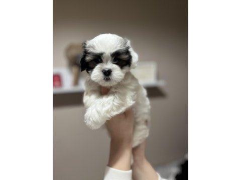 Maltese terrier yavrularımız için yuva aranıyor